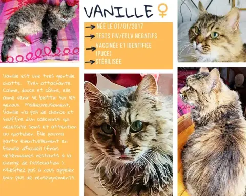 Vanille