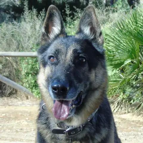 Apolo photo 2