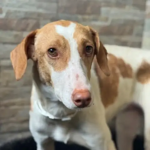 Petunia