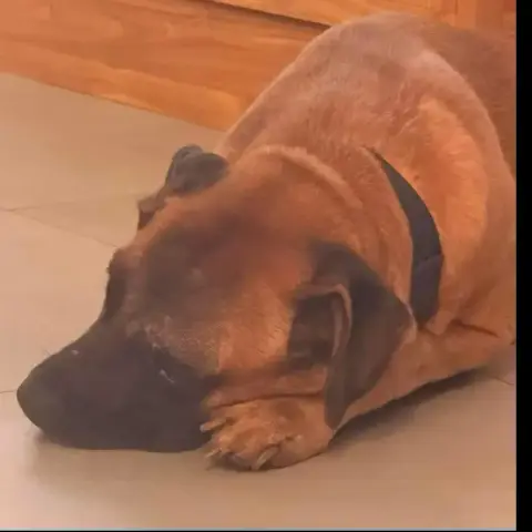 Rocco photo 3
