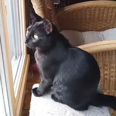 Oliver