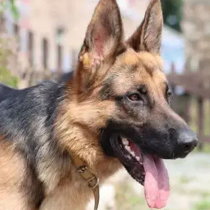 Sancho