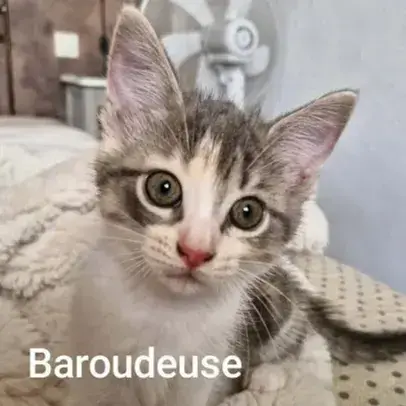 Baroudeuse  A Réserver