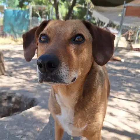 Sandy