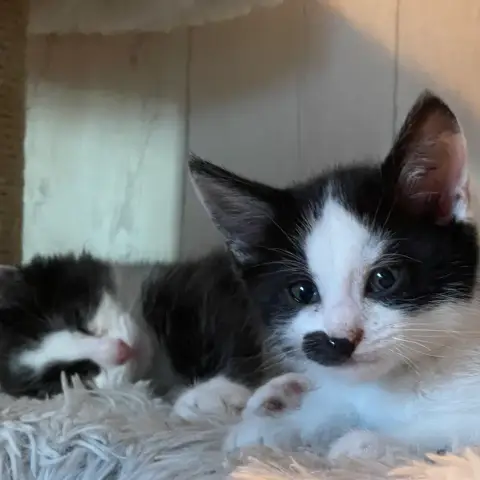 Lotus & Lilas
