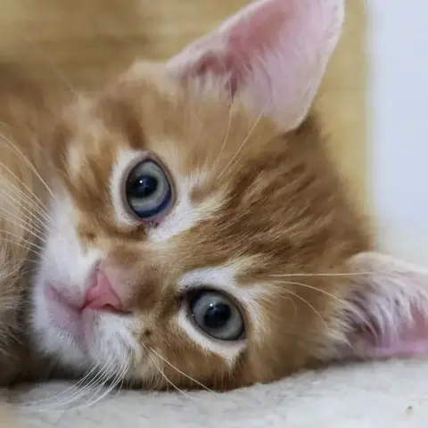 Weasley photo 2