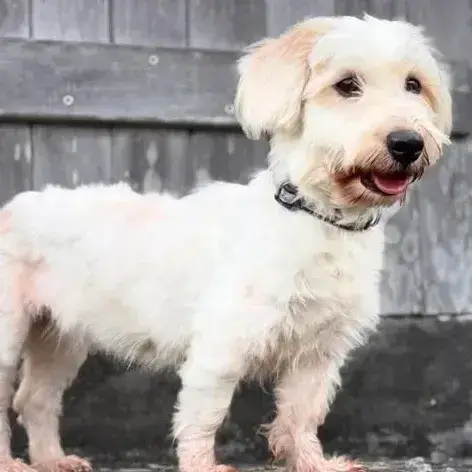 ✨️ Imsida ✨️ 🐶 photo 2