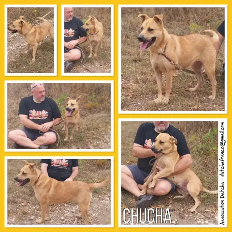 Chucha