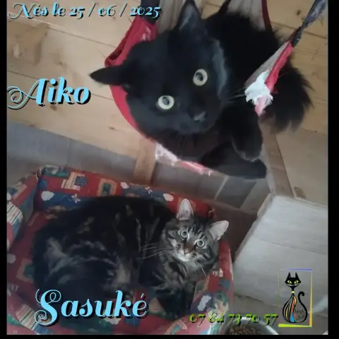 Aiko & Sasuké