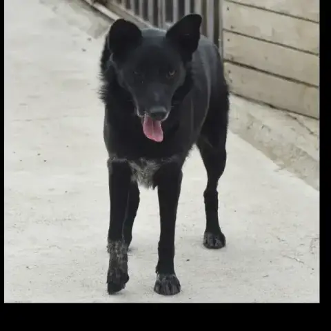 Buzita