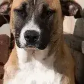 Zelda