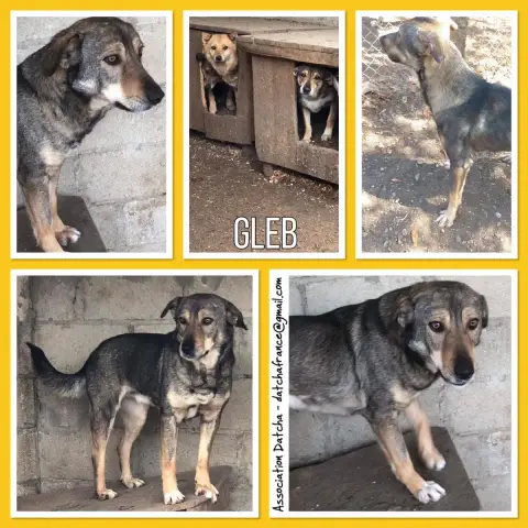 Gleb