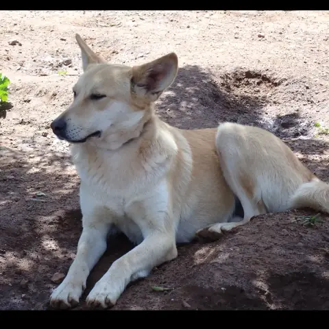 Bouli photo 2