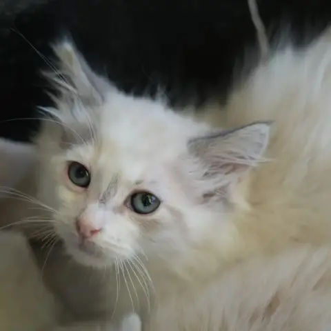Blanche