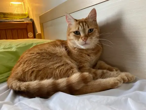 Farfelu