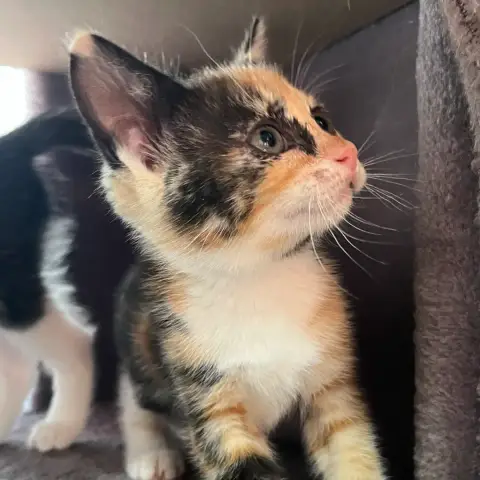 Bébé Trico