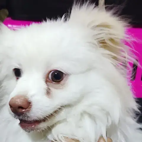 Angelo