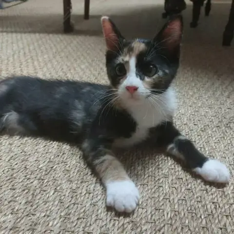Boldie photo 3