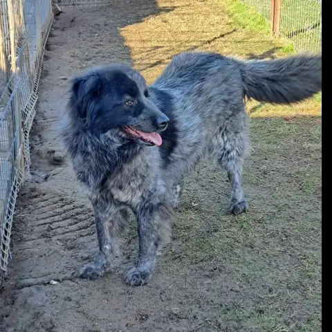 Lucy