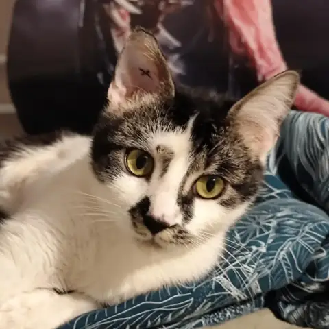 Nala photo 2