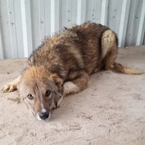 Kovu photo 3