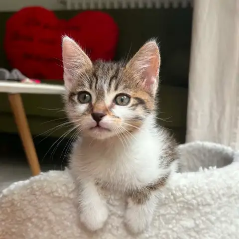 Simba