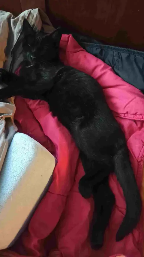 Baby Vador photo 3