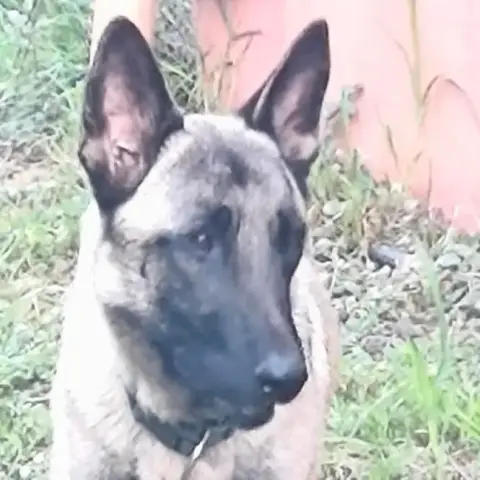 Zorro photo 3