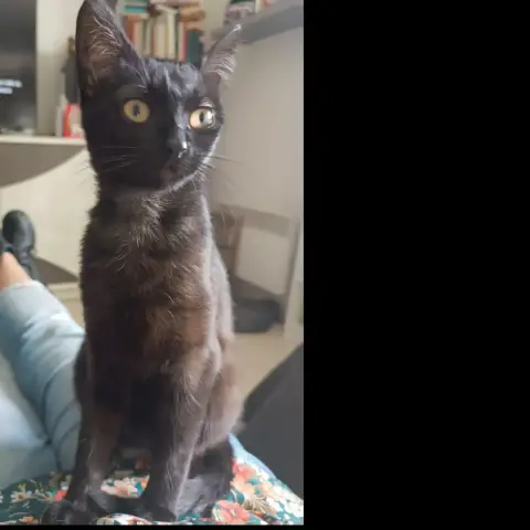 Pussy photo 2