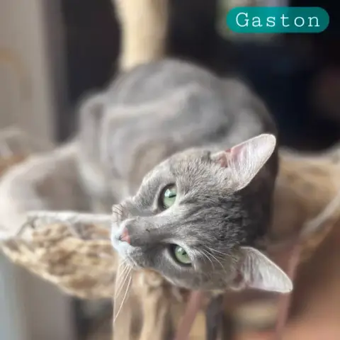 Gaston