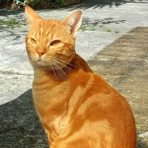 Abricot