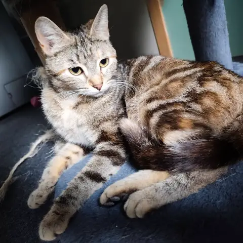 Babette