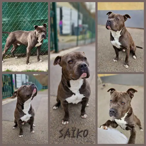 Saiko