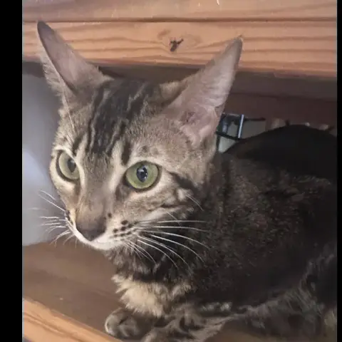 Nala