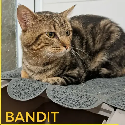 Bandit