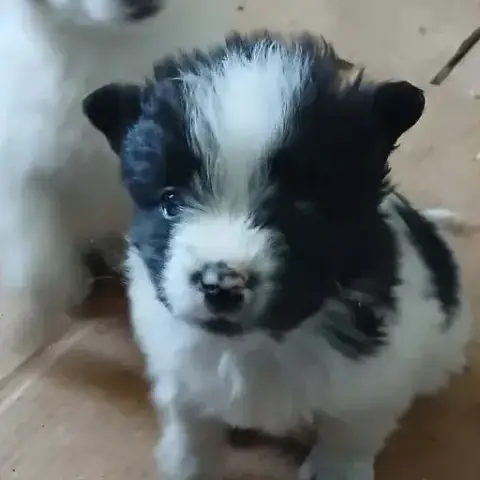 Benjy