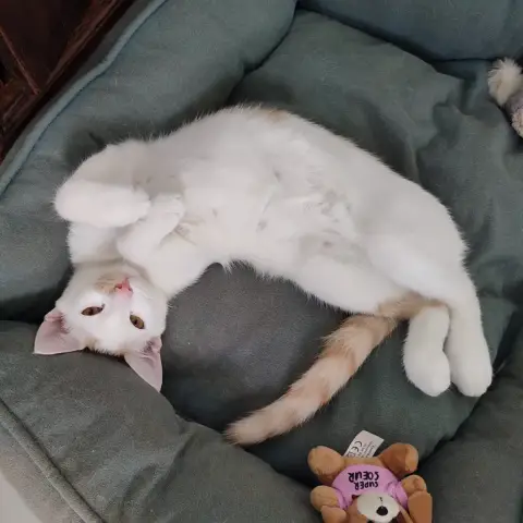 Alfie