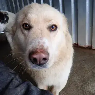 Sable