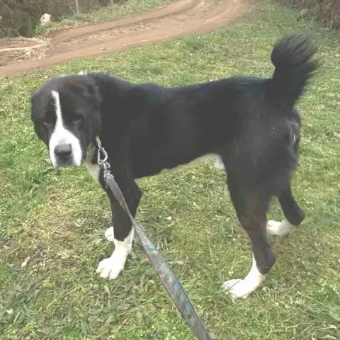 Domino