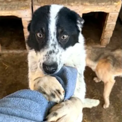 Pongo