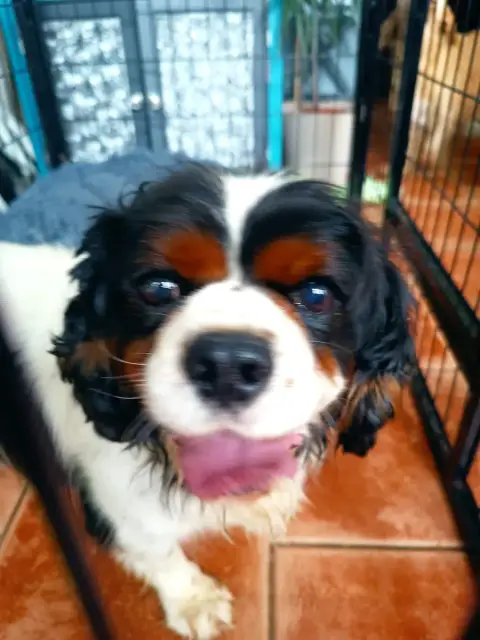 Max
