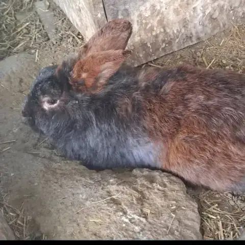 Loki Et Nouchka
