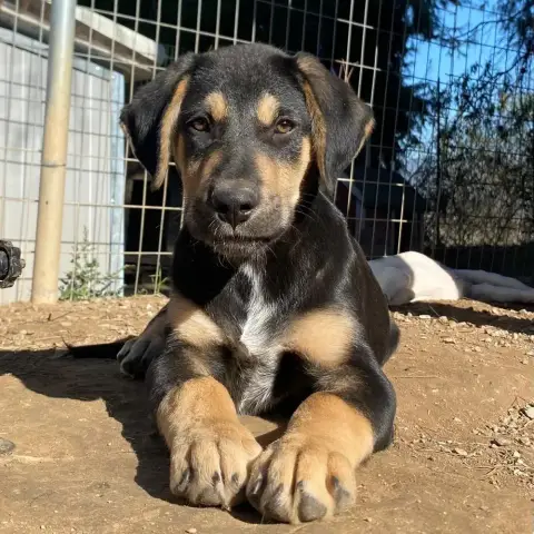 Benito