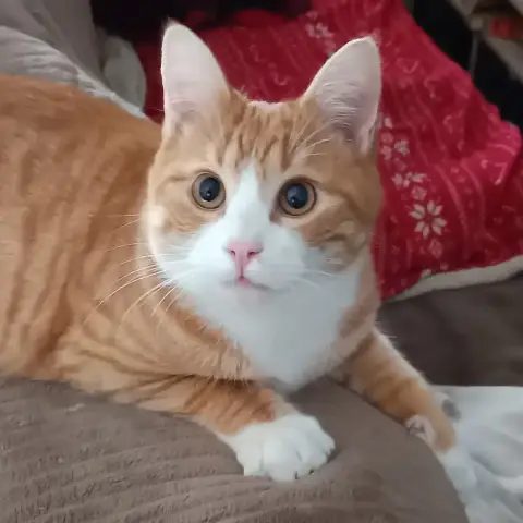 Gus