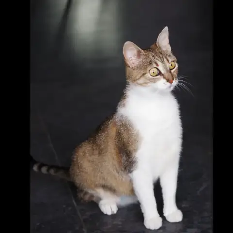 Mirae