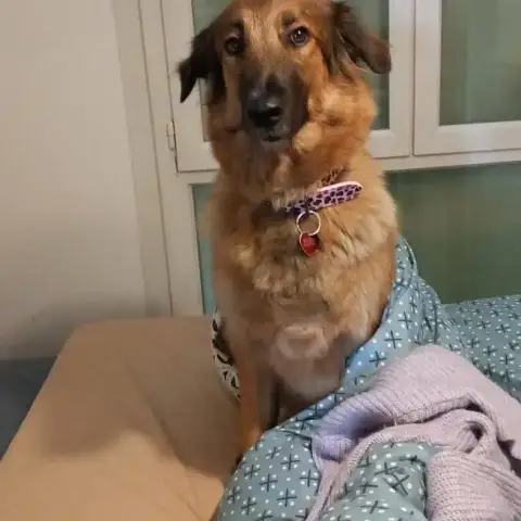 Nina
