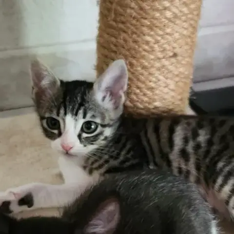 Baya