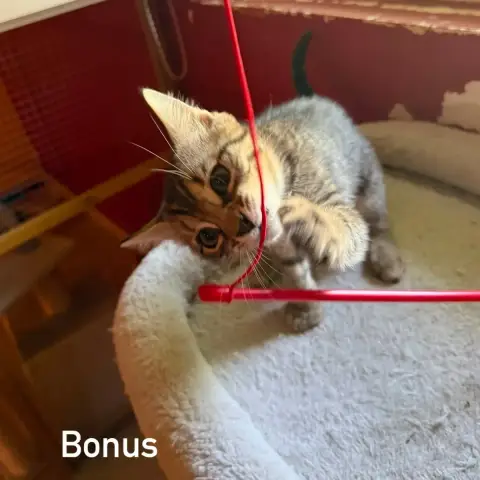 Bonus
