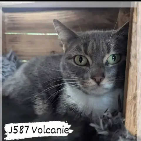 Volcanie