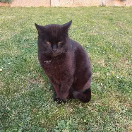 Baloo photo 2
